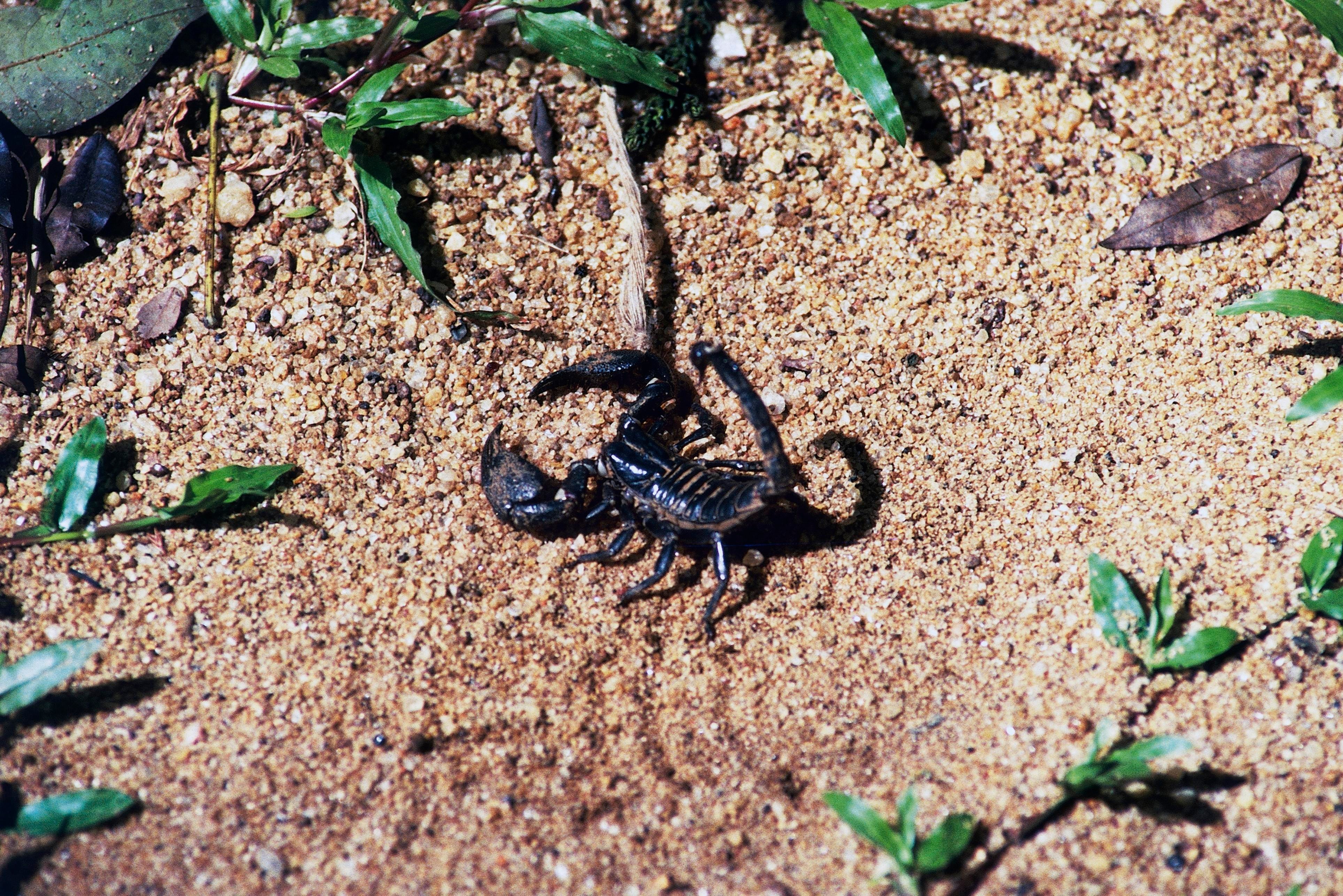 Artificial intelligence fails to invent scorpion antivenom