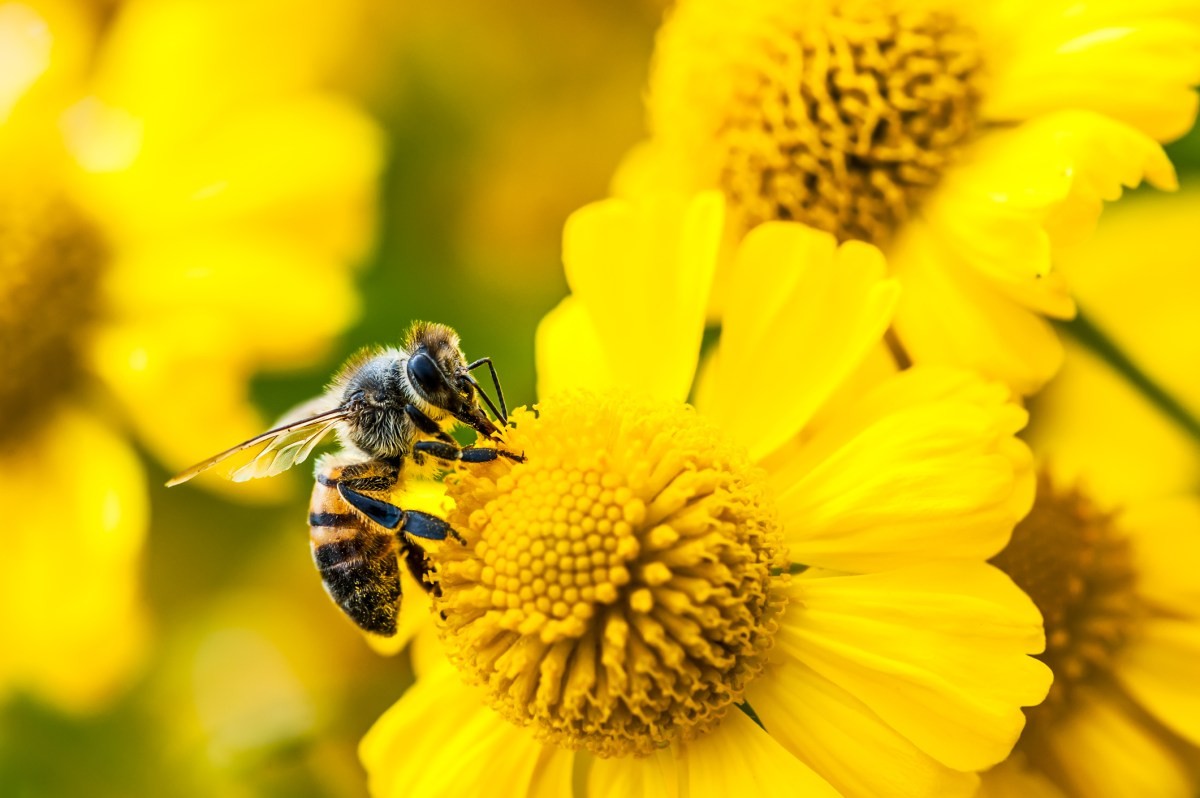 Amazon's Bee launches two new personal AI devices starting at $75
